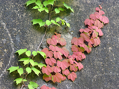 담쟁이덩굴 사진 - Parthenocissus tricuspidata Photos