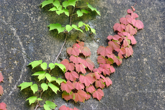 담쟁이덩굴 - Parthenocissus tricuspidata