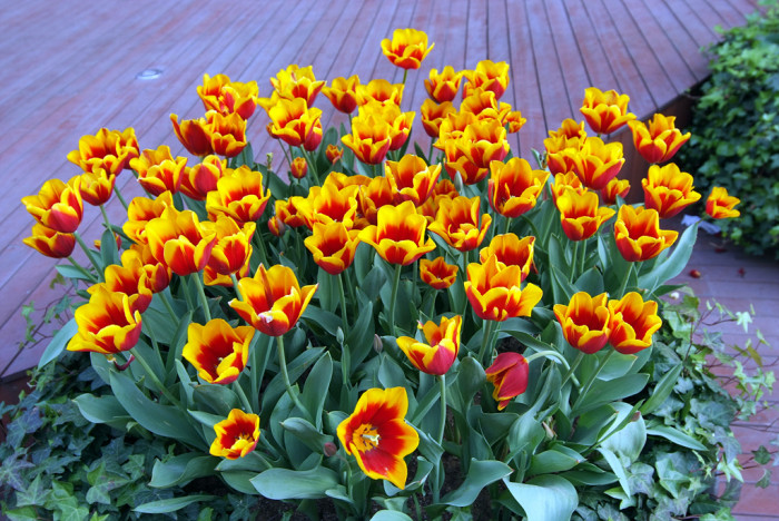 튤립 - Tulip, Tulipa gesneriana