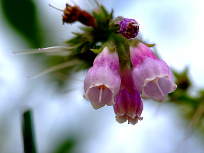 컴프리 사진 - Symphytum officinale L. Photos