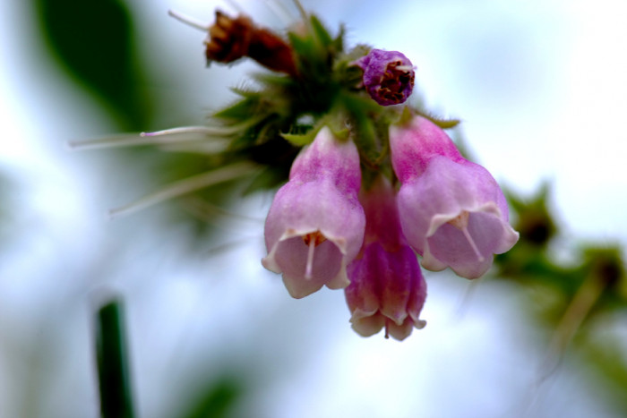 컴프리 - comfrey, Symphytum officinale L.