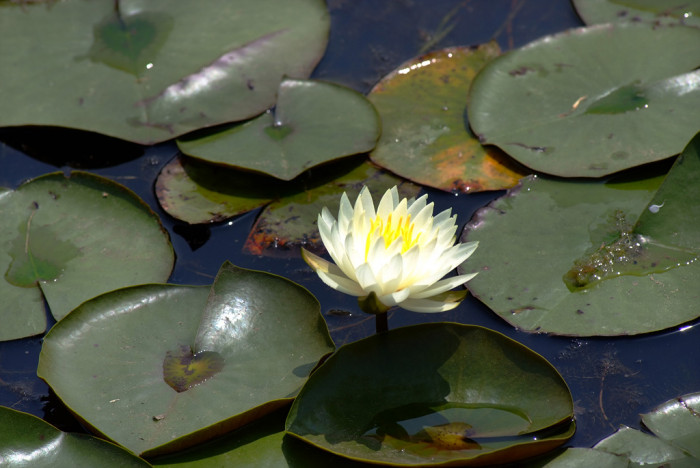 연꽃 - Nelumbo nucifera