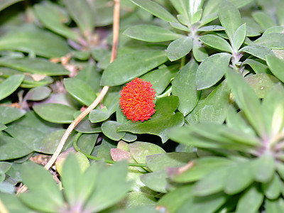 크레이니아 사진 - Senecio Kleinia Less Photos