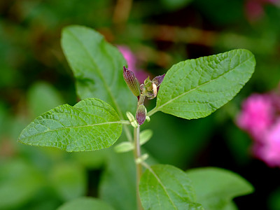 체리 세이지 사진 - Salvia officinalis L. Photos