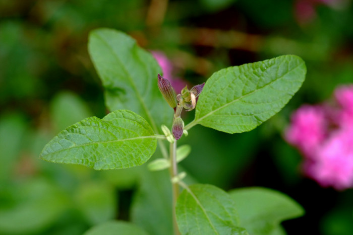 체리 세이지 - Cherry Sage, Salvia officinalis L.