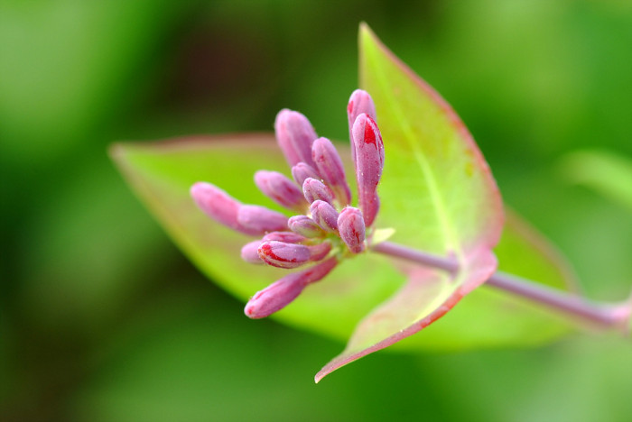 인동덩굴 - Lonicera japonica Thunb.
