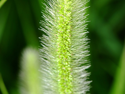 강아지풀 사진 - Setaria viridis (L.) P. Beauv. Photos