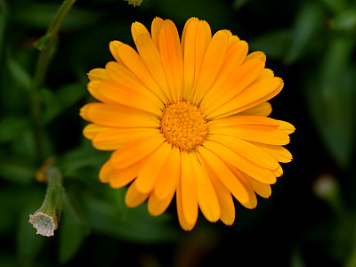 포트메리골드 사진 - Calendula offininalis Photos