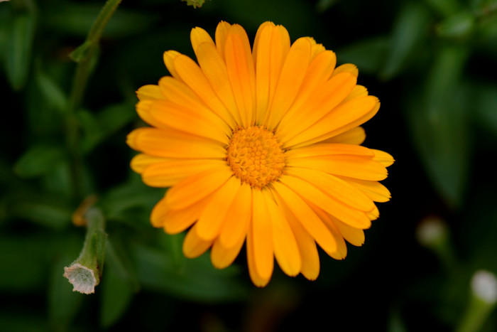 포트메리골드 - Pot Marigold, Calendula offininalis