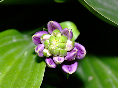 비비추 사진 - Hosta longipes (Franch. & Sav.) Matsum. Photos