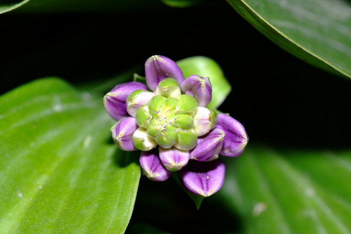 비비추 - 리멤버미, Hosta longipes (Franch. & Sav.) Matsum.