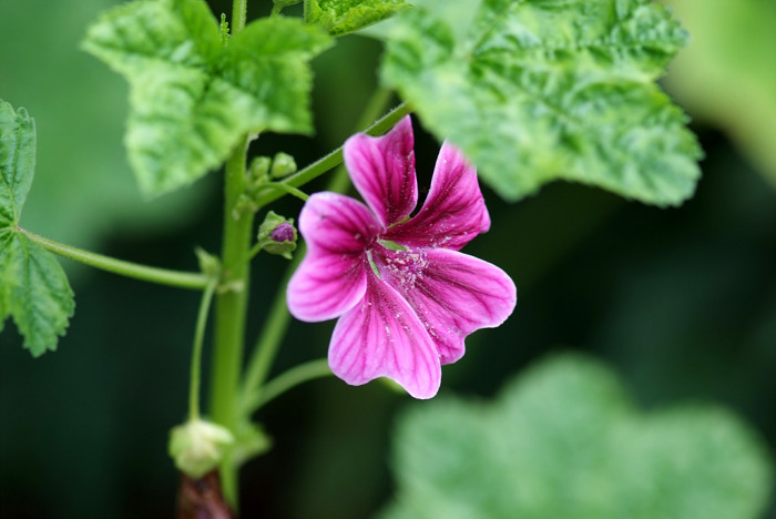 당아욱 - Malva sylvestris var. mauritiana (L.) Boiss.