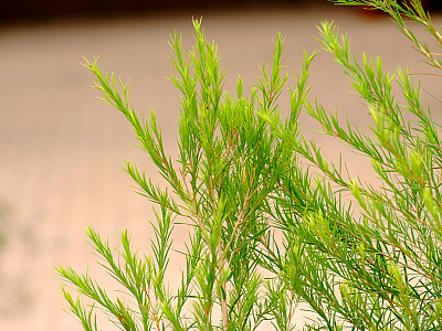 티트리 사진 - Melaleuca alternifolia Photos