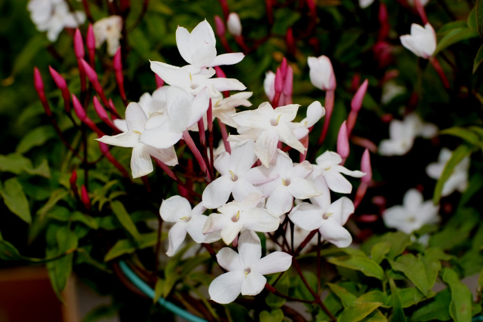 학자스민 - White Jasmine, Jasminum polyanthum Franchet