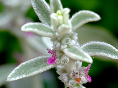 램즈이어 사진 - Stachys byzantina C. Koch Photos