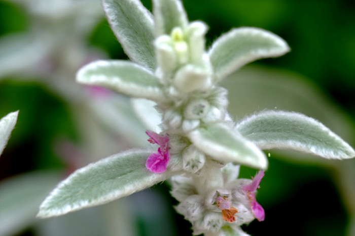램즈이어 - Lambs ear, Stachys byzantina C. Koch