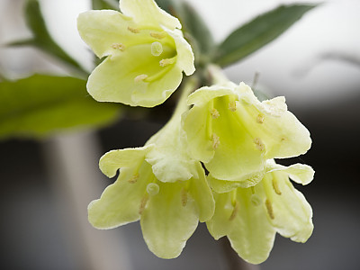 병꽃나무 사진 - Weigela subsessilis Photos