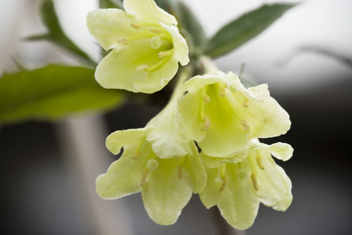 병꽃나무 - Weigela subsessilis