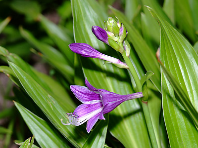 비비추 사진 - Hosta longipes (Franch. & Sav.) Matsum. Photos