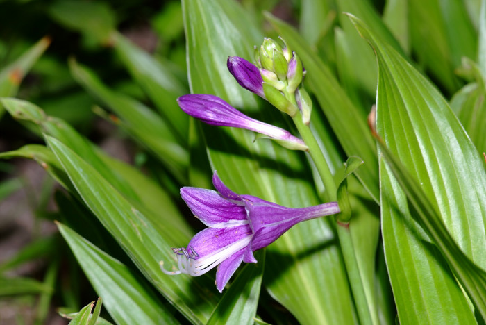 비비추 - 리멤버미, Hosta longipes (Franch. & Sav.) Matsum.