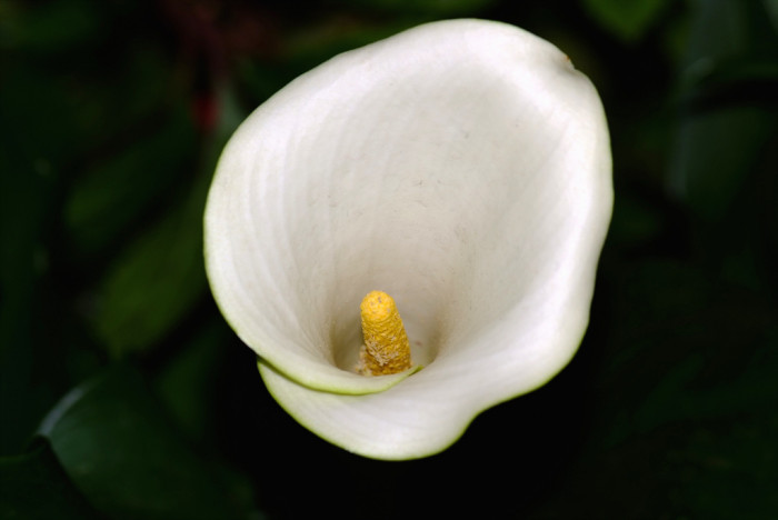 칼라 - calla, Zantedeschia aethiopica