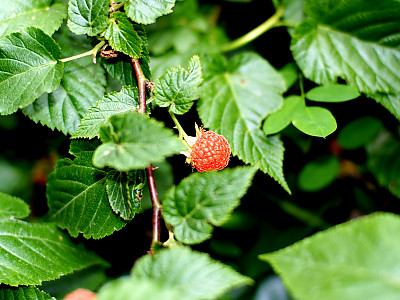 산딸기 사진 - Rubus crataegifolius Bunge Photos