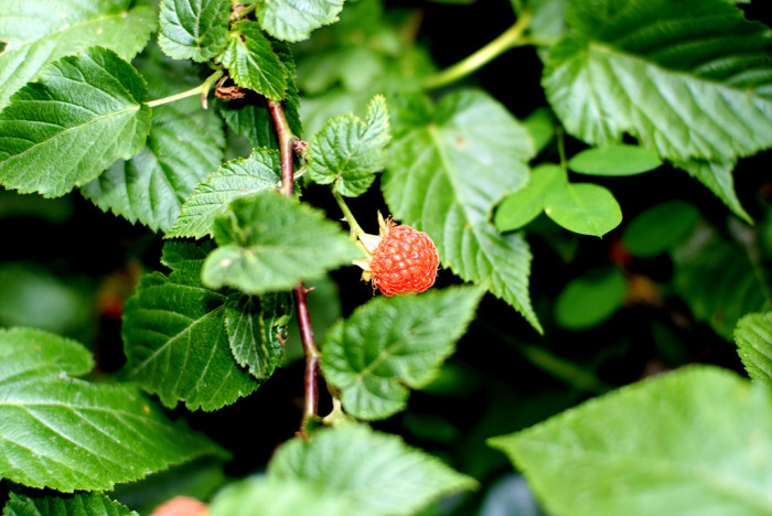 산딸기 - Rubus crataegifolius Bunge