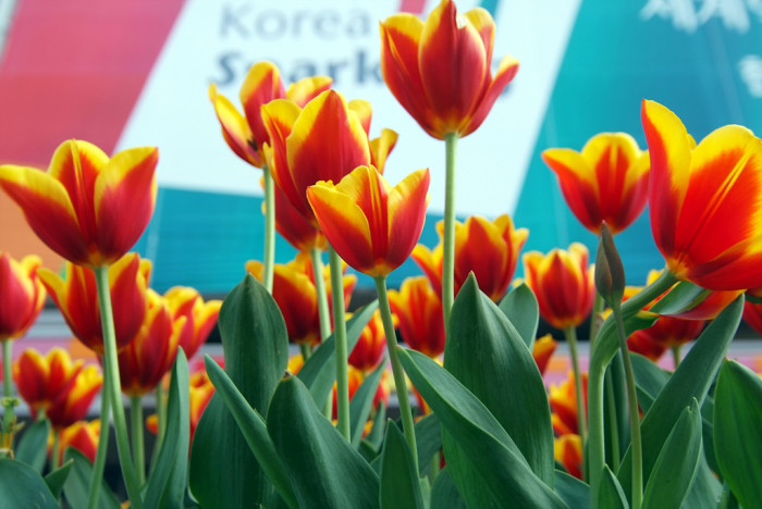 튤립 - Tulip, Tulipa gesneriana