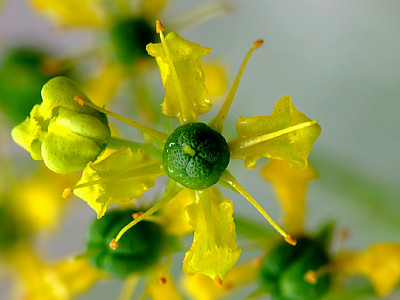 세이지 사진 - Salvia officinalis Photos