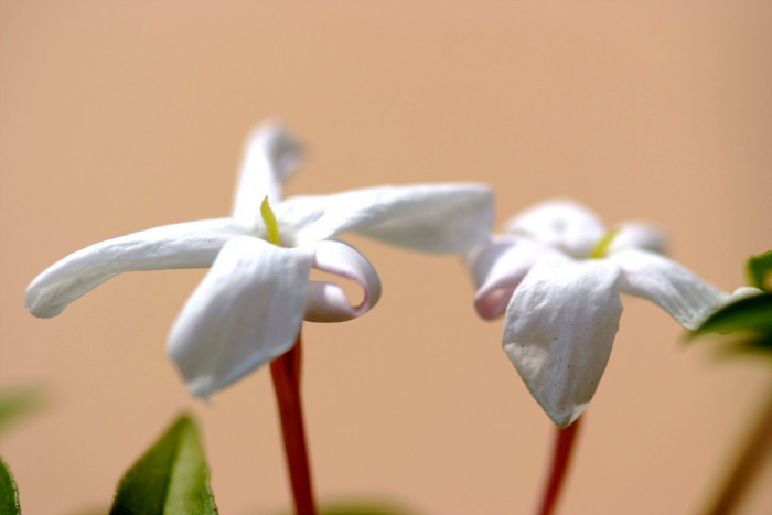 학자스민 - White Jasmine, Jasminum polyanthum Franchet