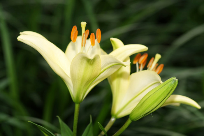 백합 - Lily, Lilium longiflorum Thunb.