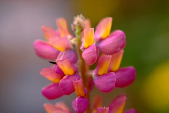 루피너스 - lupine, Lupinus spp