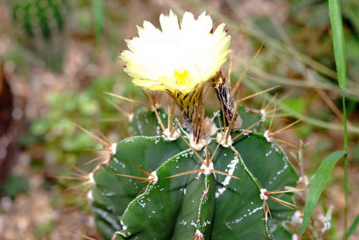 선인장 - Opuntia ficus-indica Mill.