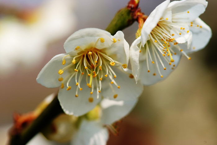 매화 - Prunus mume