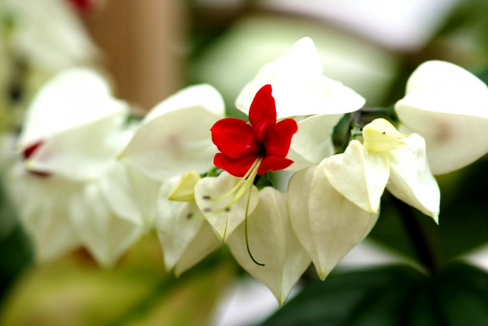 클레로덴드럼 톰소니에 - Bleeding-heart vine, Clerodendrum Thomsoniae
