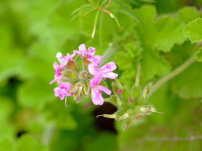 애플 제라늄 사진 - Pelargonium odoratissimum Photos