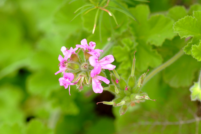 애플 제라늄 - Apple geranium, Pelargonium odoratissimum