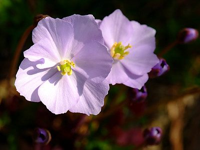 깽깽이풀 사진 - Jeffersonia dubia Photos