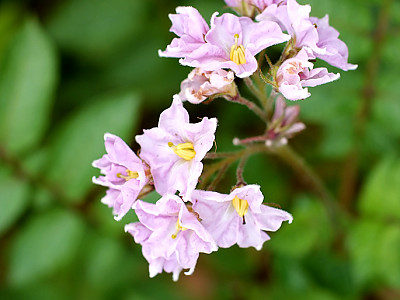 감자 사진 - Solanum tuberosum L. Photos