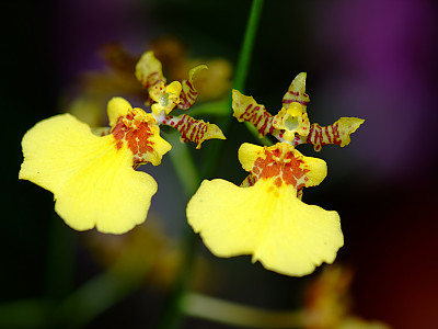 온시디움 사진 - Oncidium spp. Photos