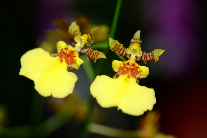 온시디움 - Dancing ladies, Dancing dolls, Oncidium spp.