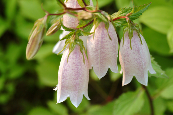 섬초롱꽃 - Campanula takesimana