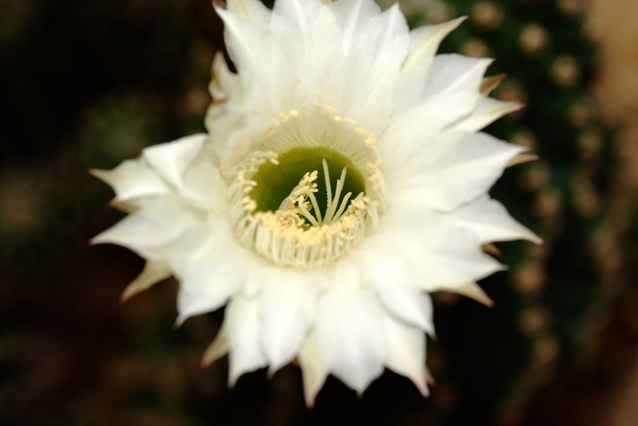 선인장 - Opuntia ficus-indica Mill.