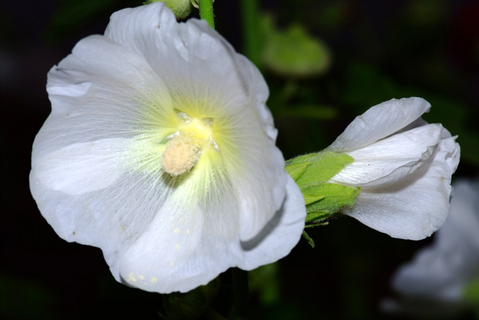 접시꽃 - Alcea rosea, Althaea rosea