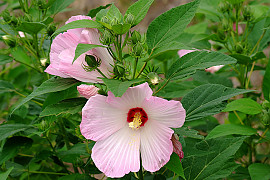 부용 - Hibiscus mutabilis