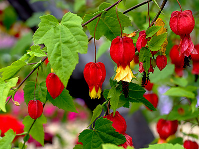 아부틸론 사진 - Abutilon megapotamicum Photos