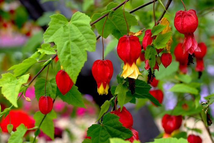 아부틸론 - Trailing Abutilon, Brazilian Abutilon, Abutilon megapotamicum