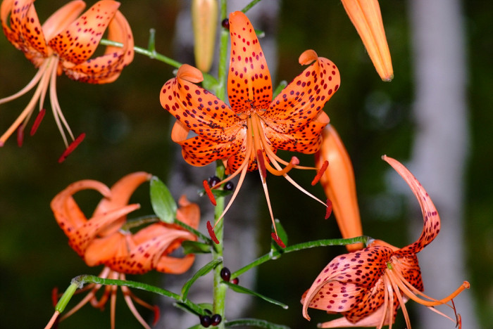 백합 - Lily, Lilium longiflorum Thunb.