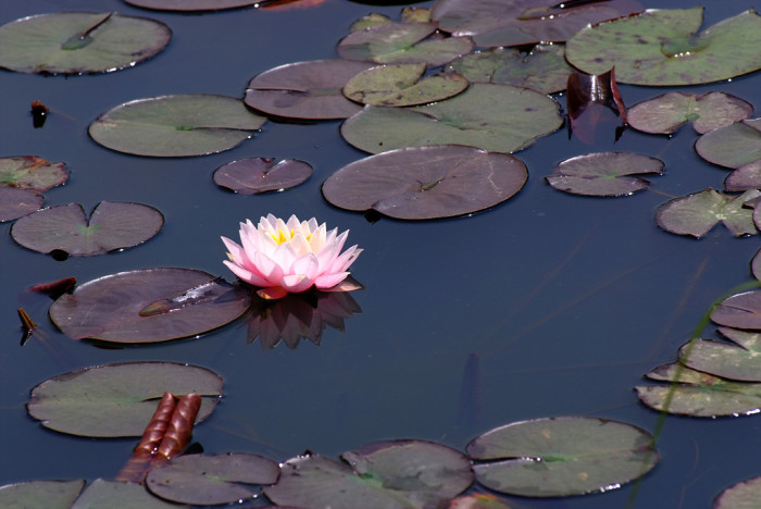 연꽃 - Nelumbo nucifera