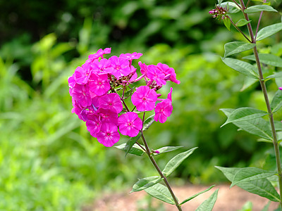 풀협죽도 사진 - Phlox paniculata Photos